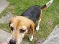 Beagle　dog　Uran　ビーグル犬　うらん