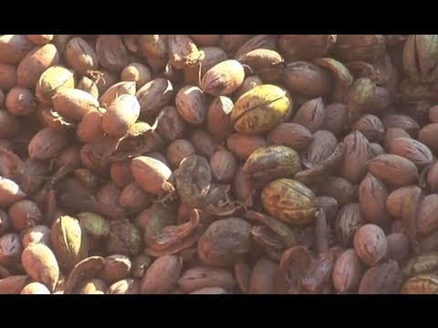 how to harvest pecans