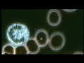 Campo Oscuro - Videomicroscopia 06 Prima