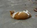 Contentment