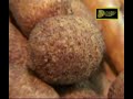 אולם,אולמות אירועים לחינה מרוקאית - אולמי פאר מרוקו הקסומה - חתונט טי וי ערוץ החתונות בטלוויזיה - רואים חתונה
