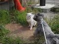 犬動画