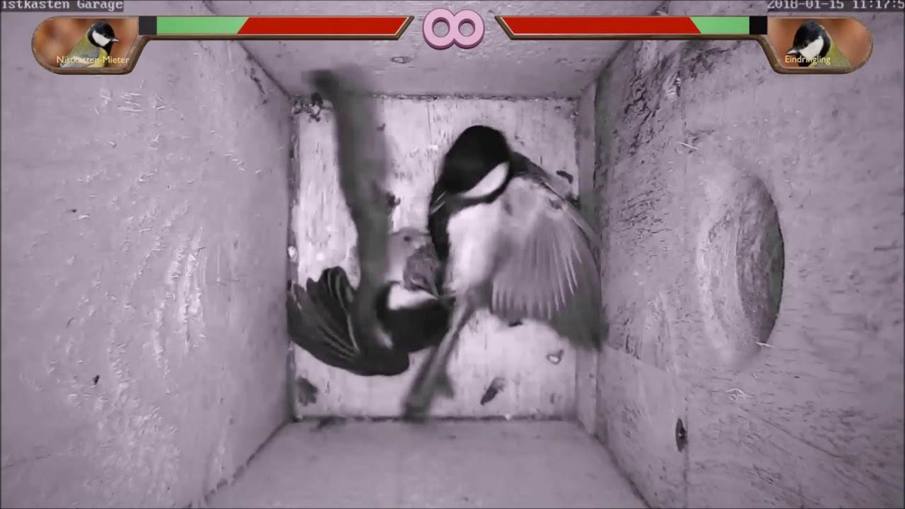 Dragonball Z: angry birds-fight in a nestbox!