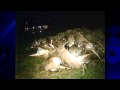 Odiferous-Pile-Of-De