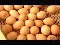 How is it made - Hatchery chicks How is it made - Hatchery chicks