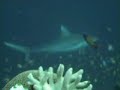 Sharks Maldives Diving Sharks 1