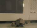 videos de Paper Goron Smash