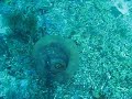 Costa Rica Video