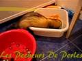 pearl-diver-ferret