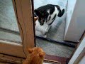 Cat Happy Slap/Fight - 24 Hit Combo