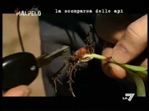 api - Più video educativo di così... Fatemi fare un elogio a Sortino. Semplicemente meraviglioso. Profondo nell'inchiesta giornalistica, obiettivo, coraggioso (da ...