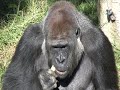 Carnivores, Herbivores and Omnivores