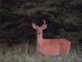 2007 Whitetail Deer Hunting Year In Review