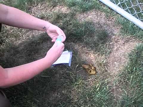 how to collect human stool sample