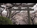 ももへの手紙の舞台、大崎下島の桜 ももへの手紙