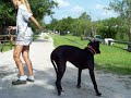 Kylie the Great Dane Starts her Training