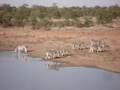 Zebras in Motswari 