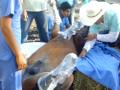 Castración equina parte 6