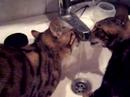 Bengal kittens drinking Bengal kittens drinking