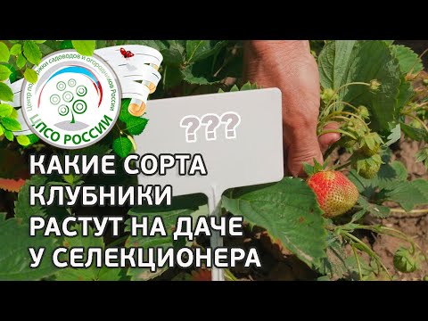 Сорта земляники садовой