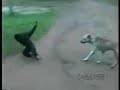 Smart Monkey
