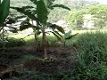 UNTUK DI JUAL
