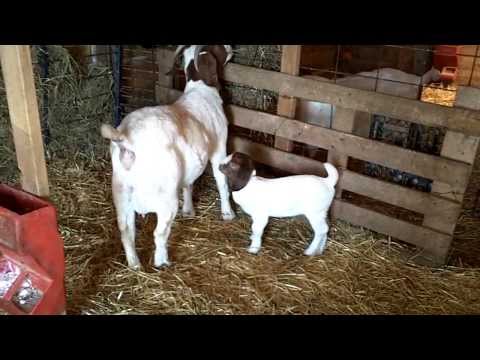 how to perform a c section on a goat