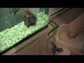 videos de Oscar & Severum Feeding (Crickets)