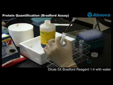 how to perform bradford assay