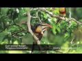 Birds of Peru video - Machu Picchu Tambopata Inkaterra Hotels