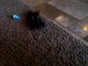 roxy being chased by a toy car