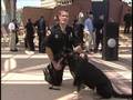 APD Police Dogs