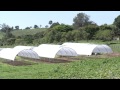 VÍDEO: Agricultor familiar expande negócios com auxílio de nova linha de crédito