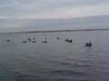 SeaCock Duck Hunting 1
