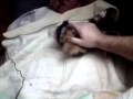 yorsay  cachoro zacira 10 03