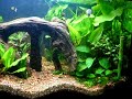 Freshwater Planted Aquarium 40g Freshwater Planted Aquarium 40g