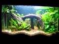 Freshwater Planted Aquarium 40g