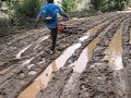 GANESELA AL BARRO - 2