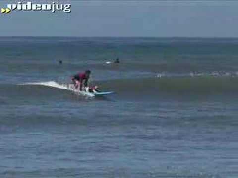 Dogs that Surf are Awesome 0 Dogs that Surf are Awesome