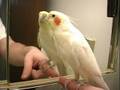 Cockatiel Talk