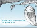 Borboleta. Motivacional Borboleta. Motivacional