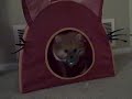 Bijou steals the Gizmo's toys!