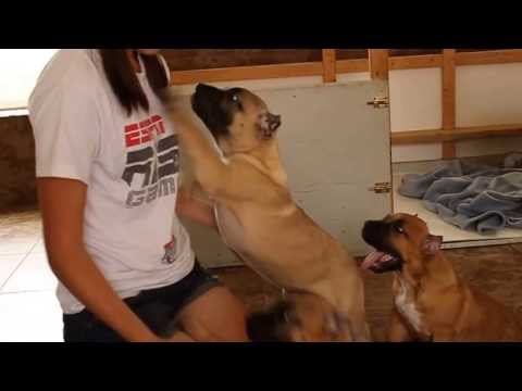 presa canario