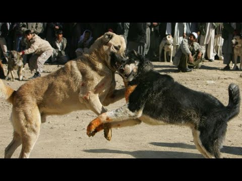 pakistani mastiff