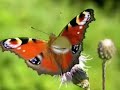 Vals de las Mariposas -Dany Daniel