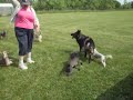 Click here to watch this video Mauser and the Cresteds playing with the Jolly Ball