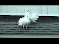 Exotic & Fancy Birds - Melluzzo Fancy Pigeons 07