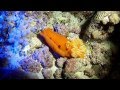 Seminole Scuba Dives in Zanzibar 2012 - YouTube