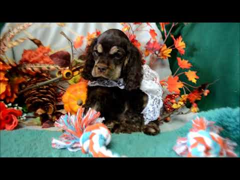 Bernie AKC Chocolate Tan Male Cocker Spaniel Puppy for sale