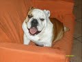 ciro bulldog inglese casagiove caserta